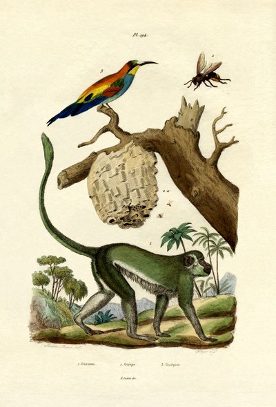 Guenon by French School